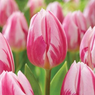 Bojangles Tulip Thumbnail